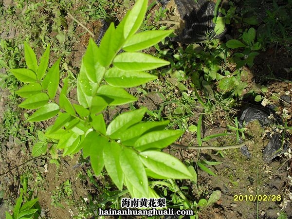 海南黄花梨树苗