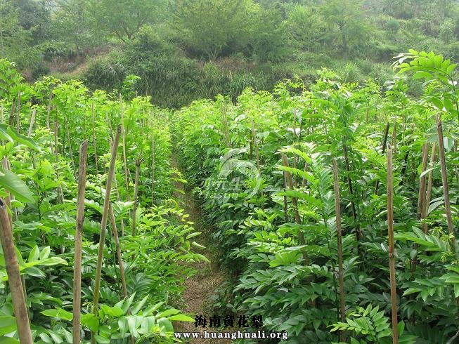 黄花梨树苗