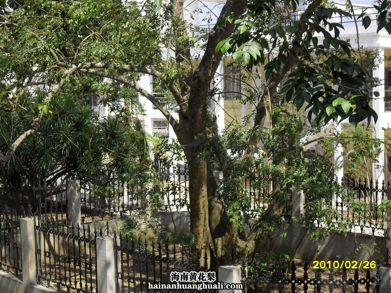 海南黄花梨：铁栅栏保护的黄花梨树（海南省琼海市唯一的一棵）