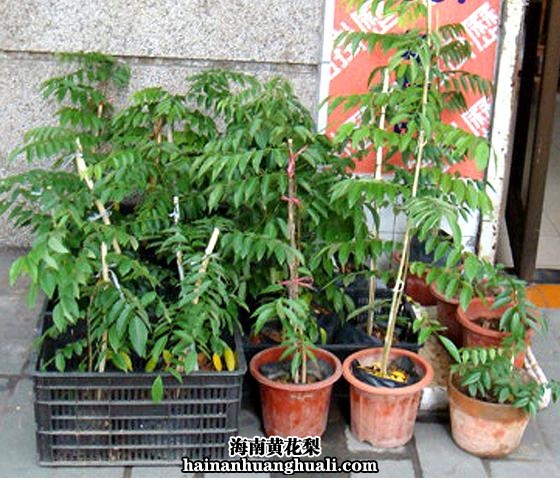 海南黄花梨 树苗：盆栽