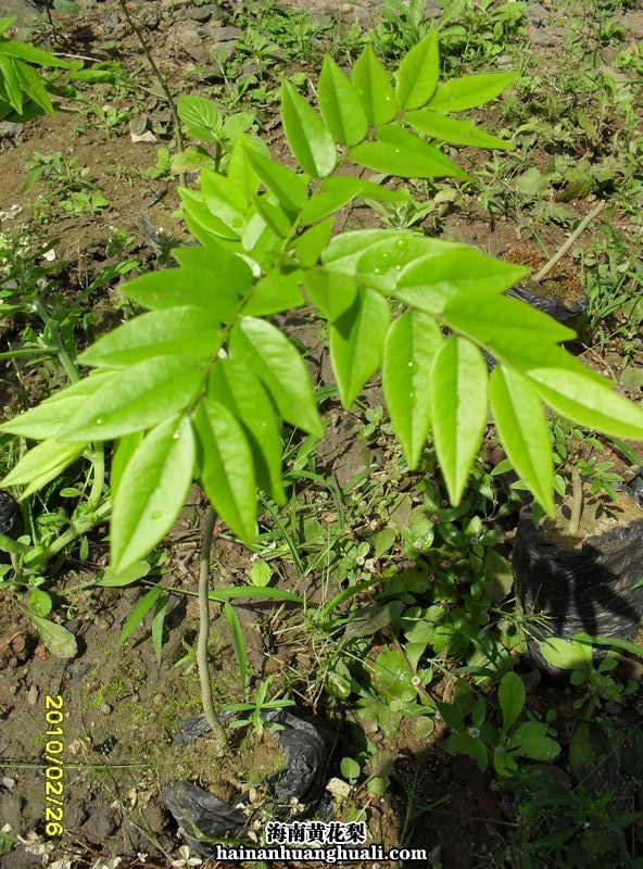 海南黄花梨 树苗：小苗（单株）